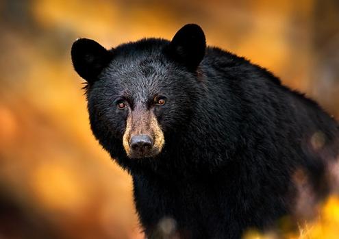 FORFAIT-CHASSE-OURS-SHOOTE-CA