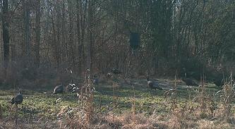 ky turkey season