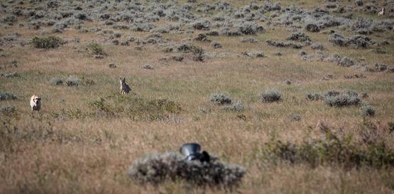 Coyote Hunting with Dogs