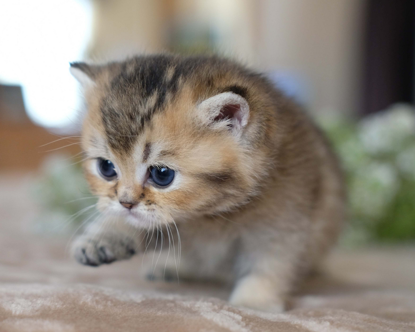 British Shorthair Longhair Cats Kittens