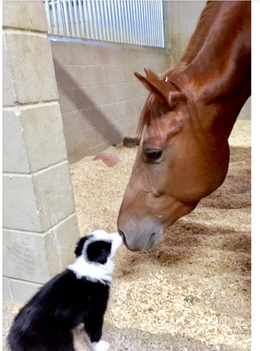 do all border collies have white tip tail