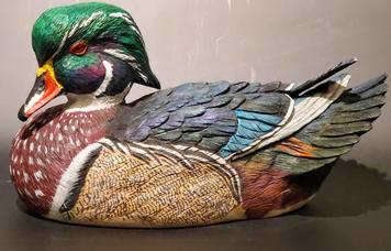 Blue winged Teal