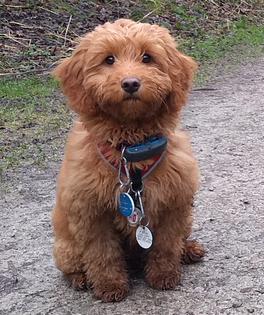 Cockerpoo Dog Walking Customer of Barks In The Parks Pet Services Prestwich