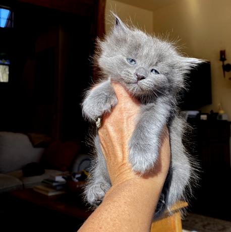 Siberian Kittens