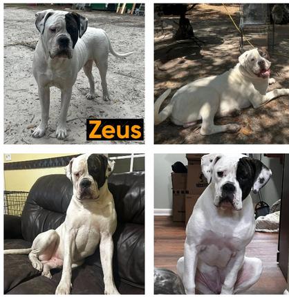 Zeus