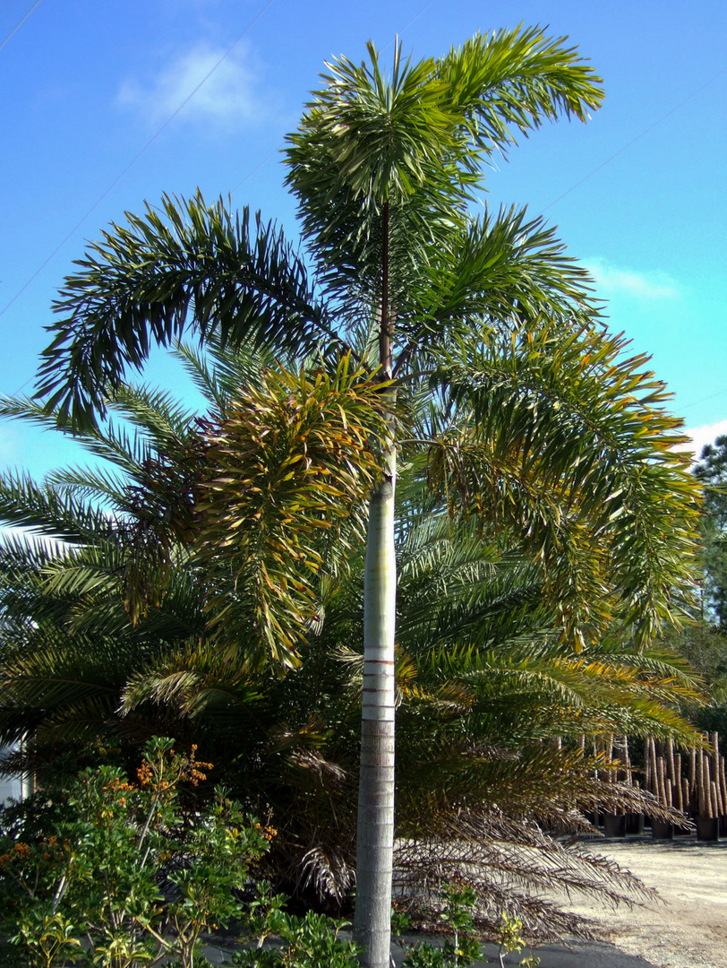 Foxtail Palm Babies, Wodyetia Bifurcata, 9 Tall From Soil in Grow