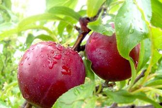 mận mỹ, hoa quả nhập khẩu
