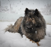 Edelweiss Eurasiers, Eurasier, Eurasier Breeed, Eurasier Puppy, Eurasier Puppies, Eurasier pup, Pacific Coast Kennel, Eurasier dog, Pet, dog, puppy, pup, Eurasier Breeder, Eurasier pups available, Eurasier dog