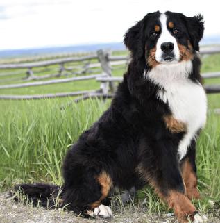 Monroe Bernese Dog