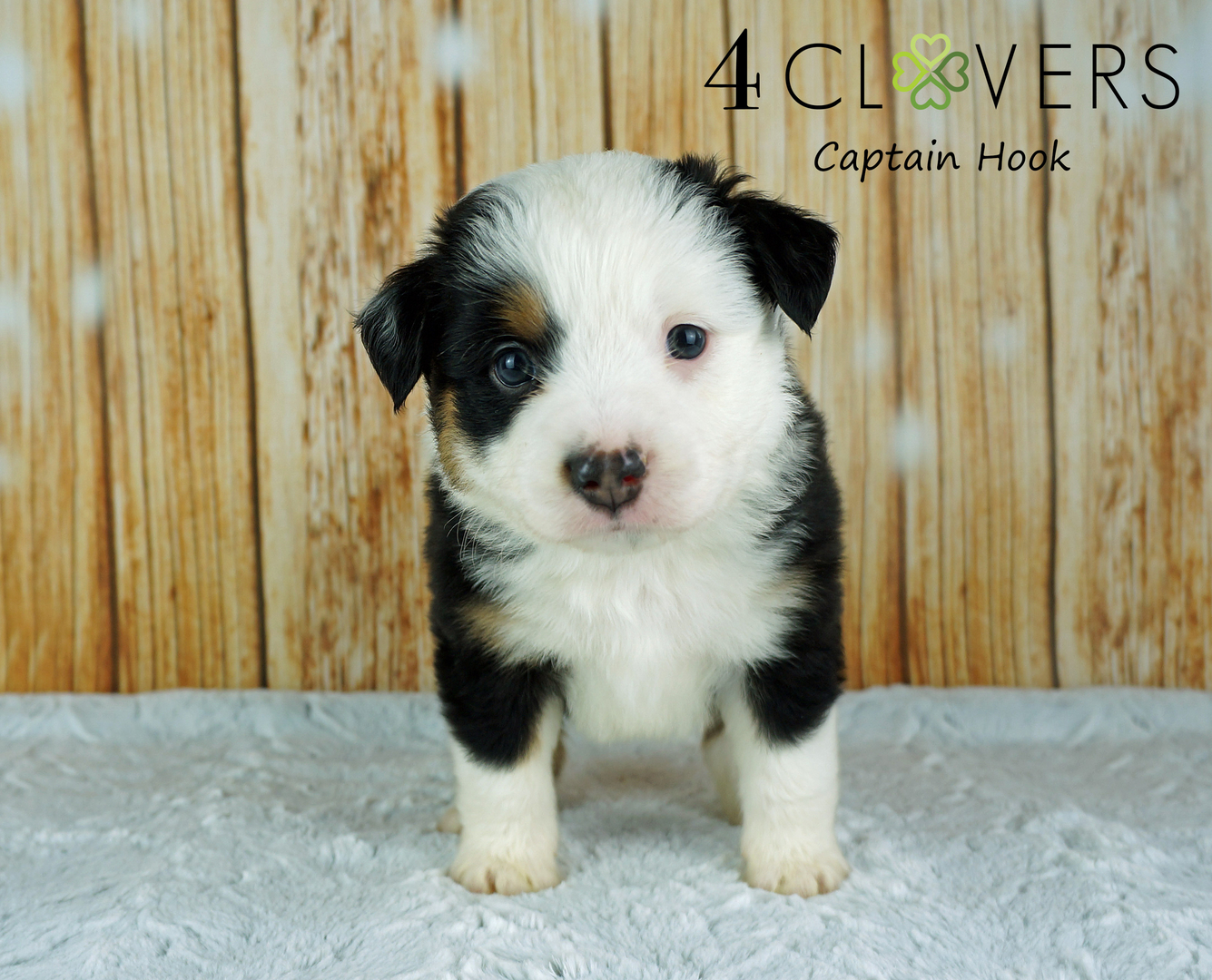 how many puppies are born in a basset fauve de bretagne litter