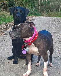 Labrador and Staffordshire Bull Terrier Professional Dog Walker near me
