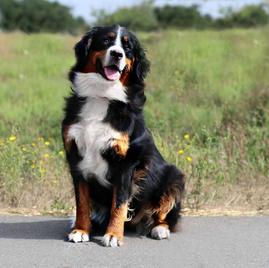 Layla Bernese Dog