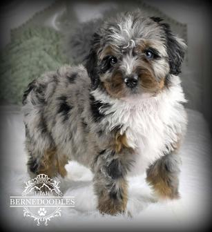 Merle bernedoodle puppies for sale best sale