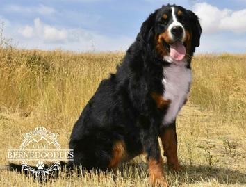 Rose Bernese Mountain Dog