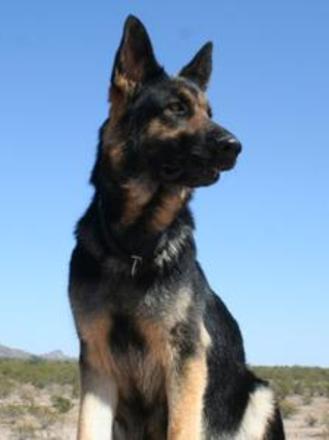 Desert Mountain German Shepherds In Phoenix Az