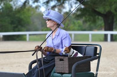 Carriage Dog Class