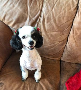 Coco tricolor mini Poodle