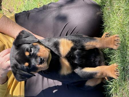 Rottweiler Puppies for Sale - Von Ruelmann Rottweilers Inc