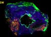 fluorescent HARDYSTONITE, WILLEMITE, BUSTAMITE and CLINOHEDRITE - Franklin Mine, Sussex Co., New Jersey, USA for sale
