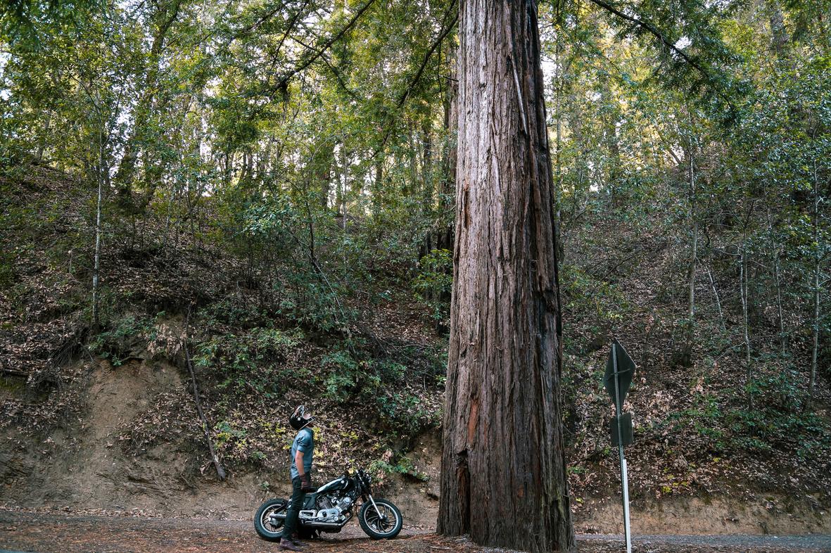 massive tree sequoia nature lovers forest landscape