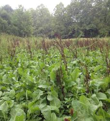 chicory food plot