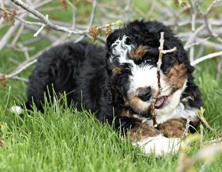 Bernedoodle training