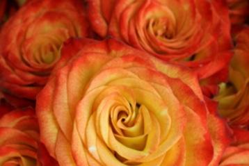 Bicolor Roses