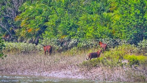 1 night 2 days sundarban tour packages