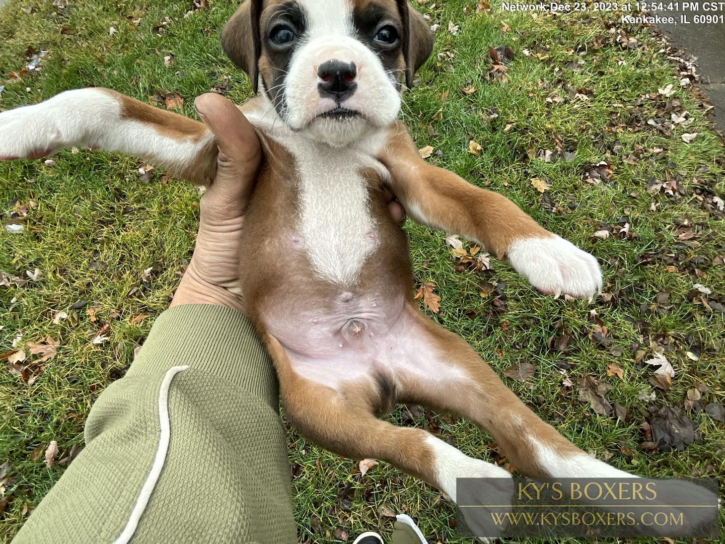 White Boxer Puppies for Sale - Purebred Boxer Puppies for Adoption