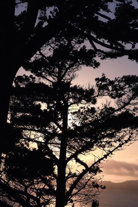 beautiful caliornia landscape forest mountain sunset