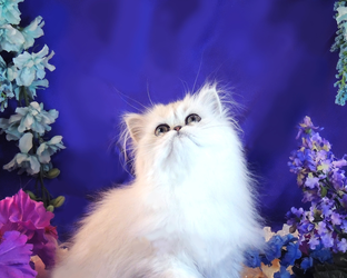 white teacup persian cat