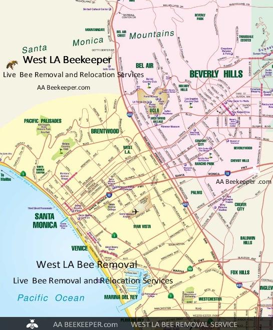 West LA Bee Removal West LA Live Bee Removal Service