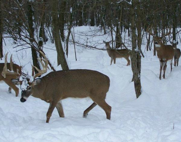 Majestic Deer Buck Head Hunter Hunting Water Resistant Temporary