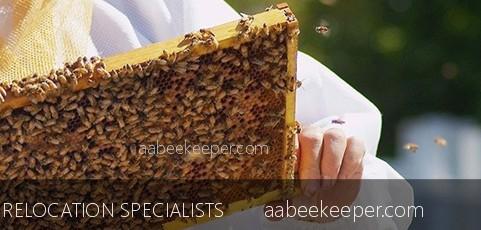 Santa Monica Bee Removal | Santa Monica Live Bee Removal