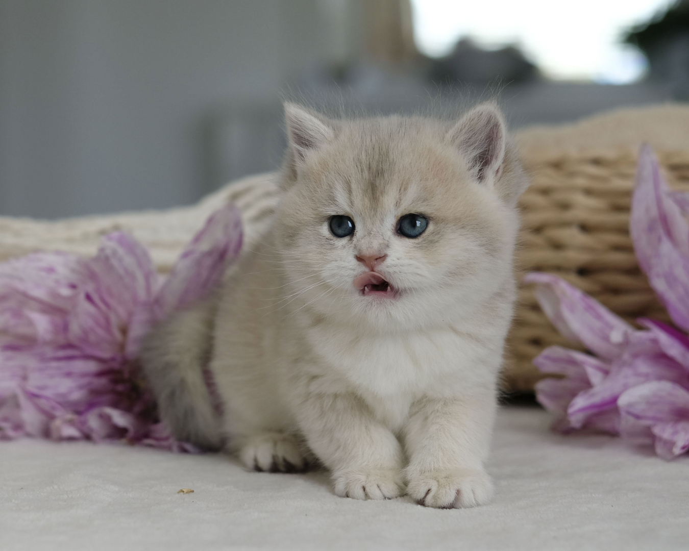 Quence the Siberian Kitten Fluffy Blue-Eyed Joy