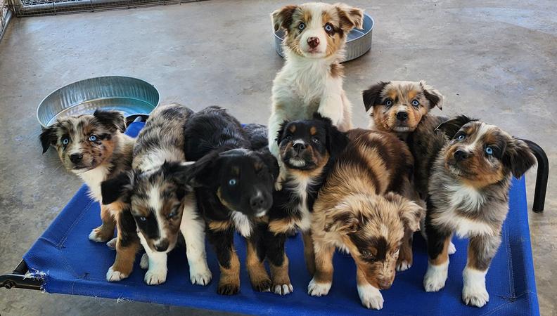 Australian shepherd puppies for sale