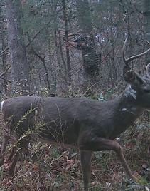 kentucky buck