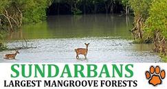 Sundarbans Tour