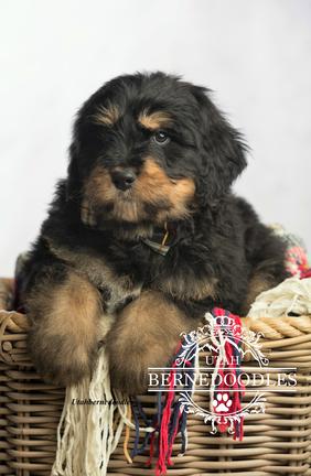 Phantom Bernedoodle Puppies