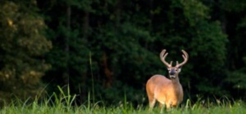 Kentucky whitetail outfitter
