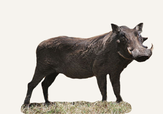 Hunting Warthog Namibia