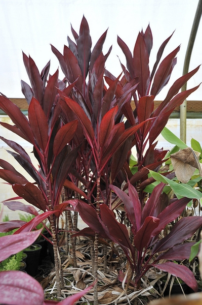 cordyline terminalis red ti