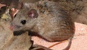 rats pest control Maryland