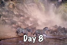 taasa africa tanzania safari wild animals