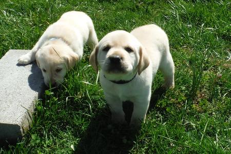 white lab puppy for sale