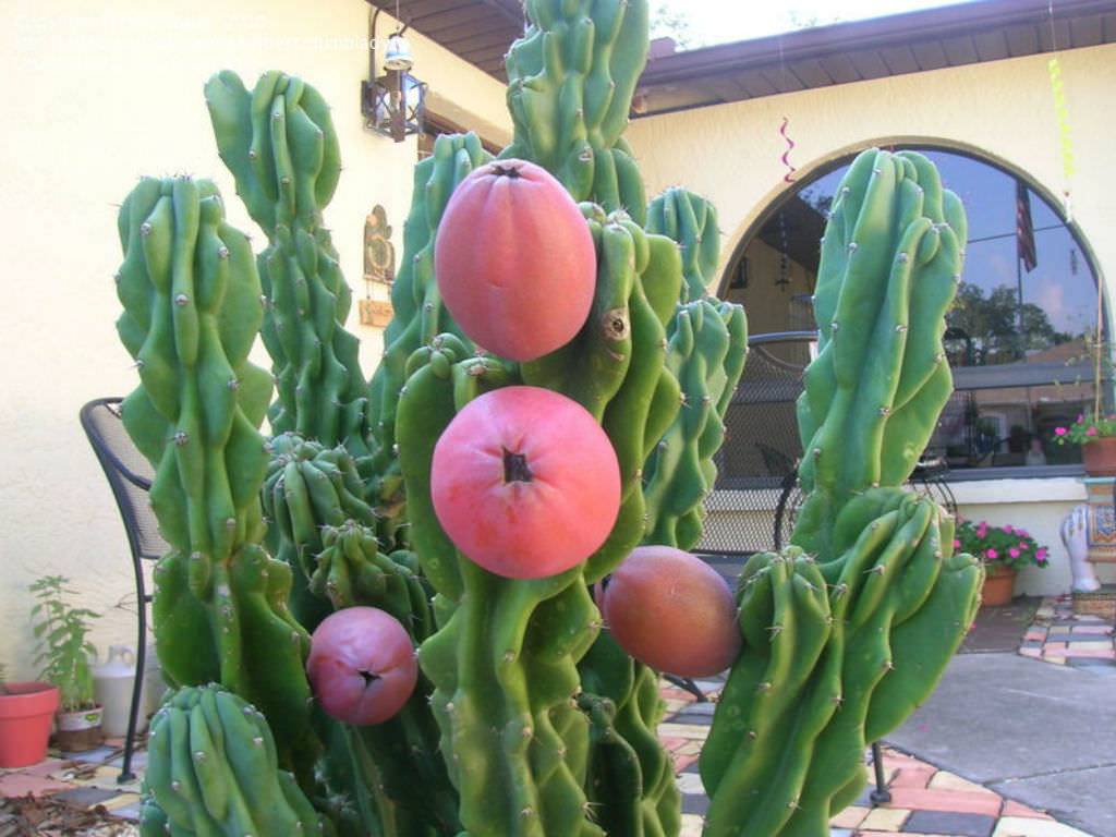 cereus peruvianus cactus