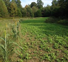 brassica stripped food plot