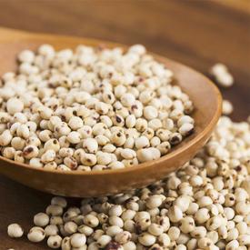 Sorghum