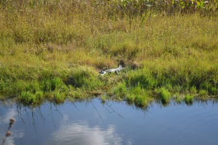 Alligator Hunting Photography
