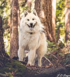 Edelweiss Eurasiers, Eurasier, Eurasier Breeed, Eurasier Puppy, Eurasier Puppies, Eurasier pup, Pacific Coast Kennel, Eurasier dog, Pet, dog, puppy, pup, Eurasier Breeder, Eurasier pups available, Eurasier dog